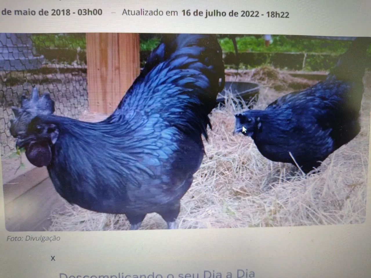 Galinhas pretas - raça rara