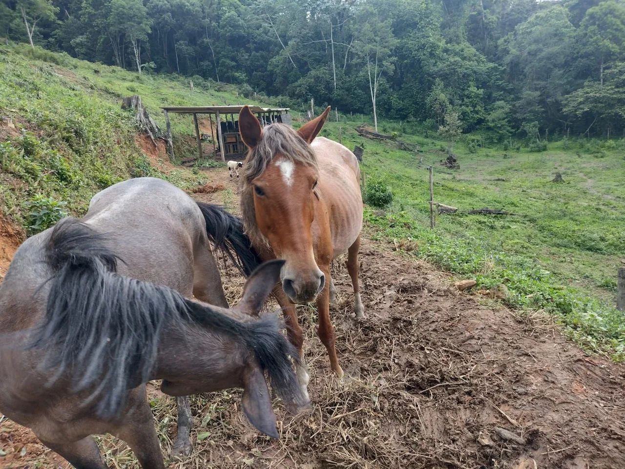 Potra, égua - Foto 2