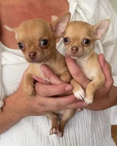 Chihuahua Macho Dourado: Filhote Que É Um Verdadeiro Tesouro!