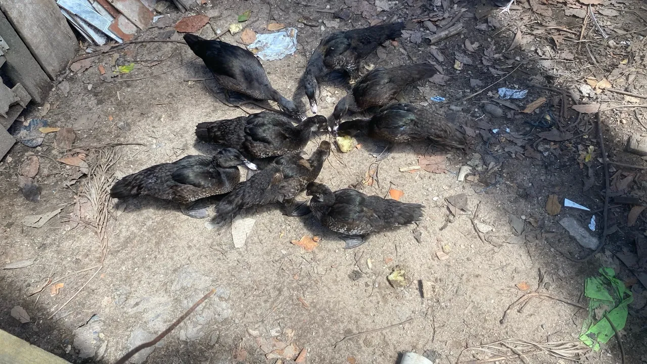 Filhotes de patos