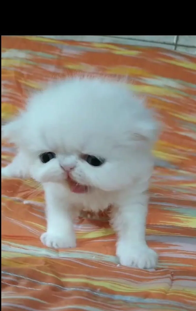 Gato persa macho