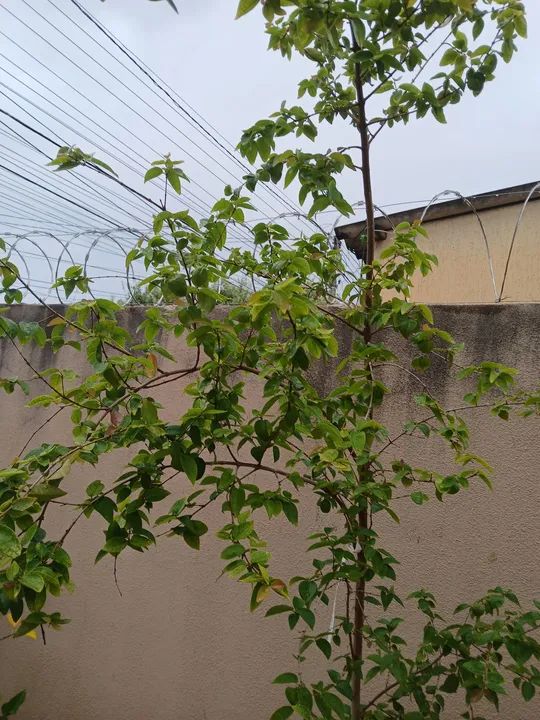 Muda de planta pitanga vermelha e Uva as duas produzindo