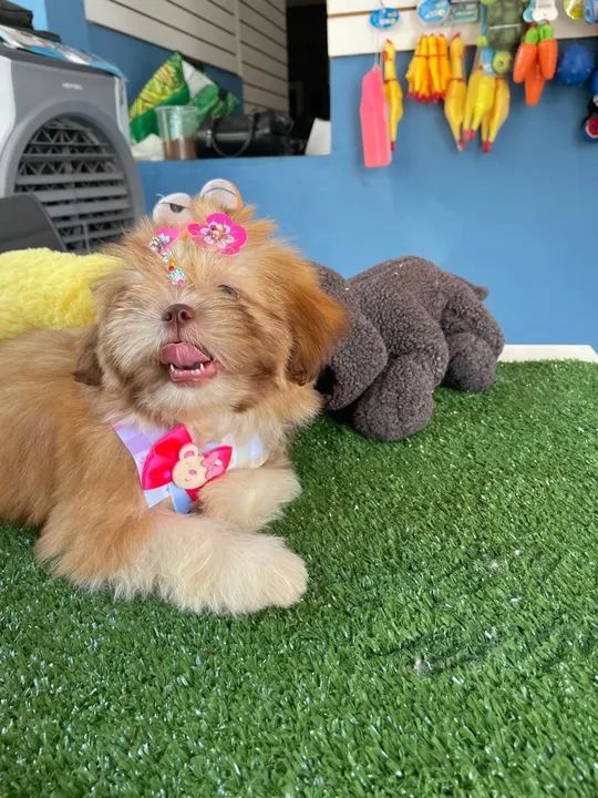 Mini shih tzu fêmea chocolate dos olhos azuis!!$2.200,00