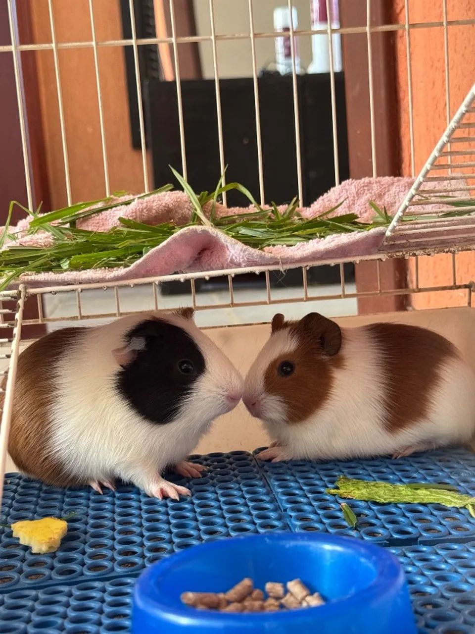 Casal de Porquinho da Índia  - Foto 3