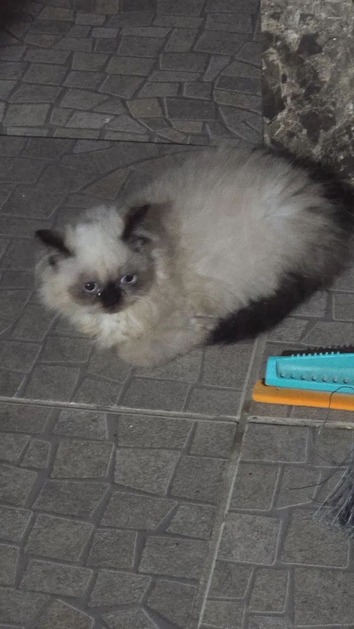 Gatinha persa Himalaia  - Foto 5