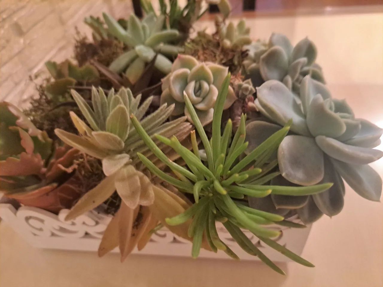 Arranjo de Suculentas em Vaso Decorativo - Foto 4