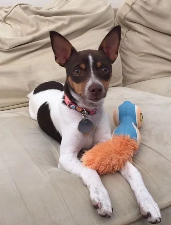 Fox Paulistinha Filhotes Tricolor