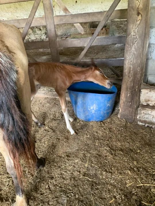 Égua meia Mangalarga  - Foto 4
