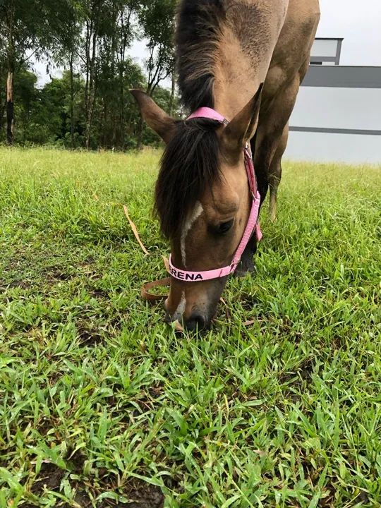 Vendo égua - Foto 2