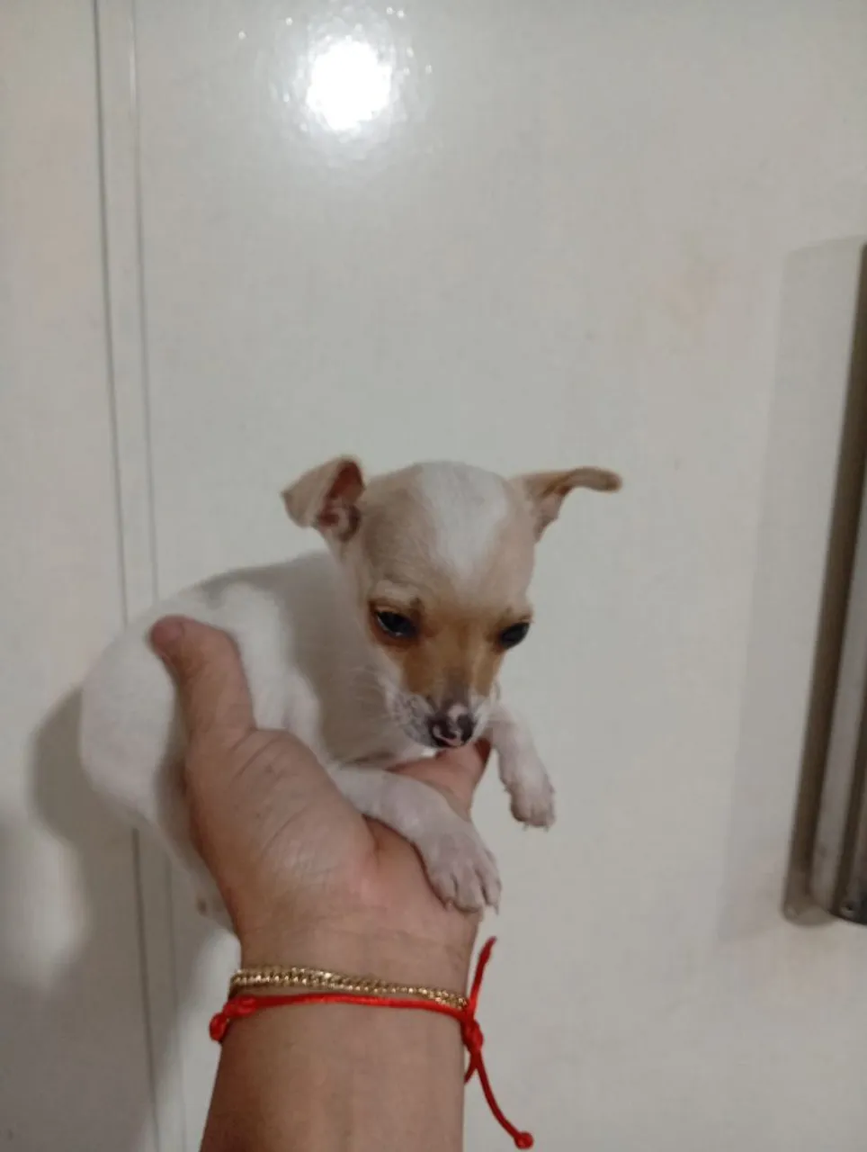 Filhote de pinscher macho