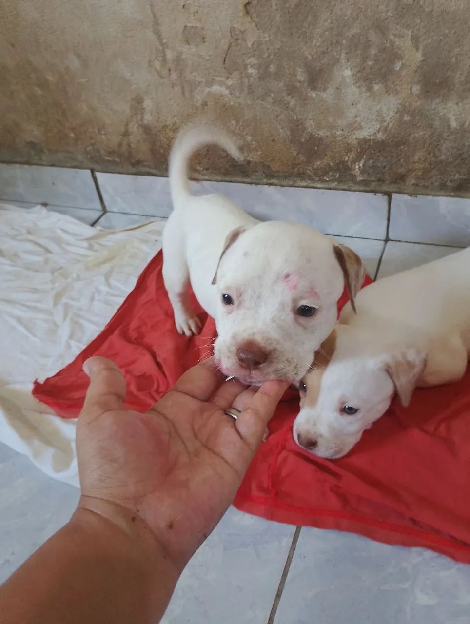 Filhotes de Pit Bull  - Foto 5