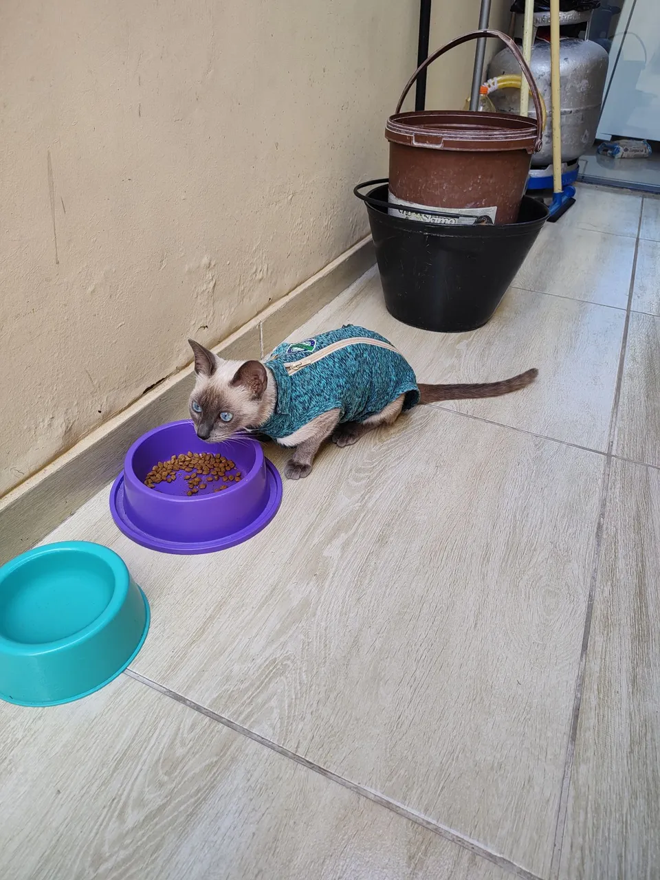 Gata Siamês - Adorável e Charmosa!