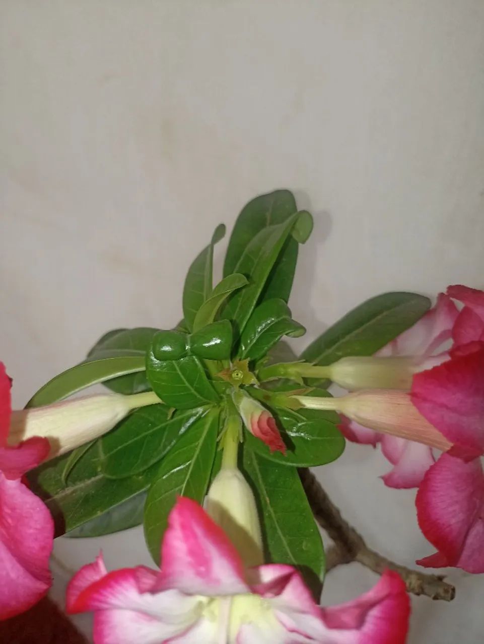 Planta - Foto 3