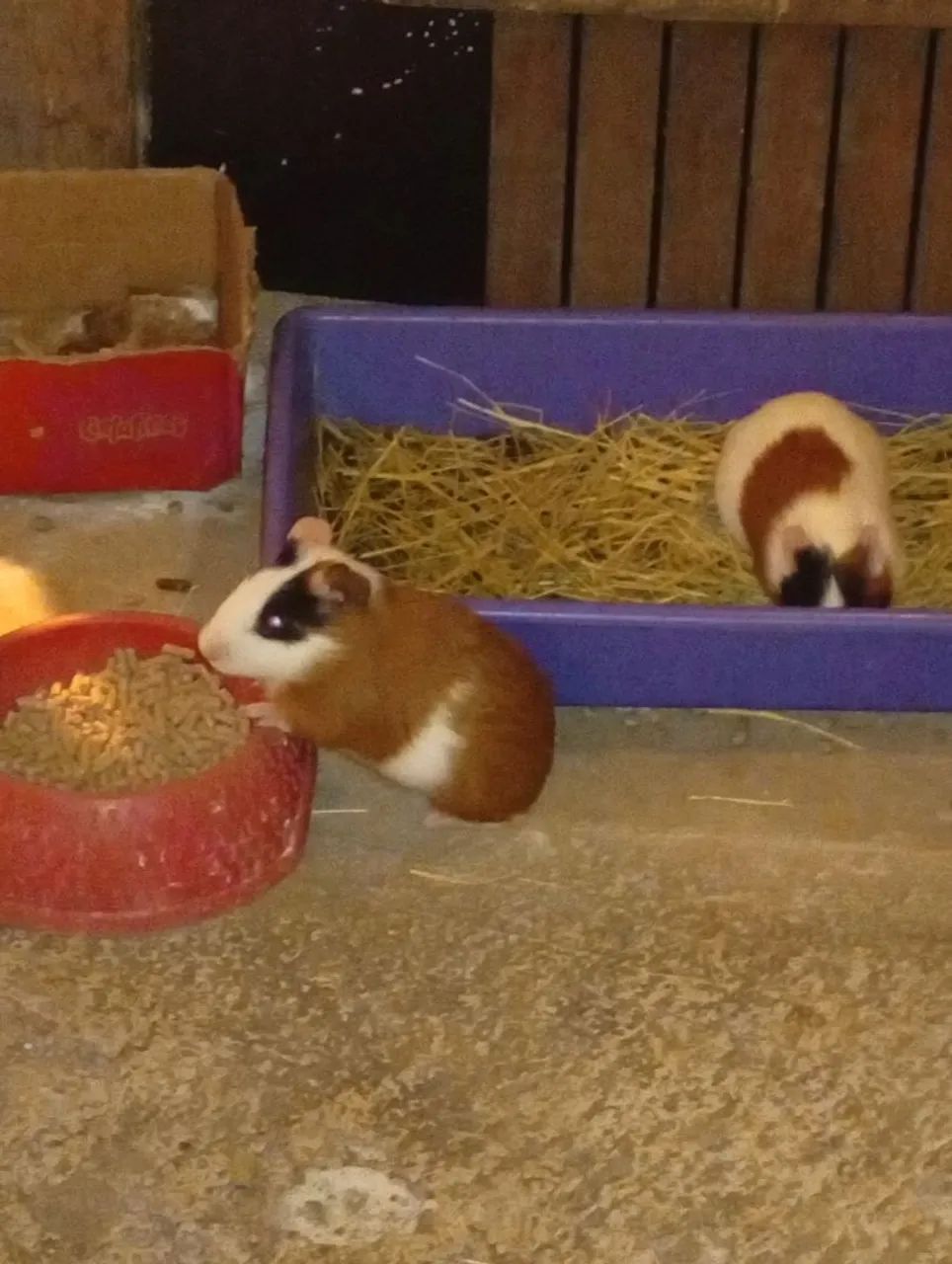 Roedores 64706125866241121