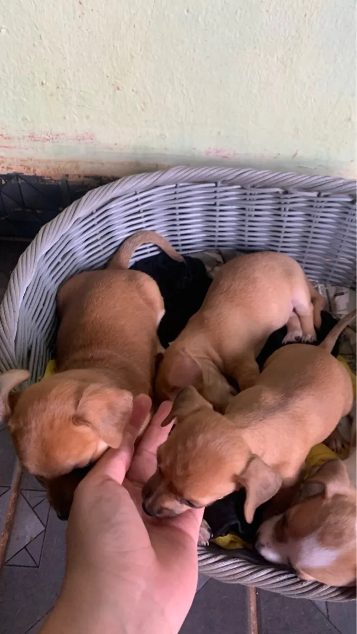 Filhotes de pinscher disponíveis para adoção!