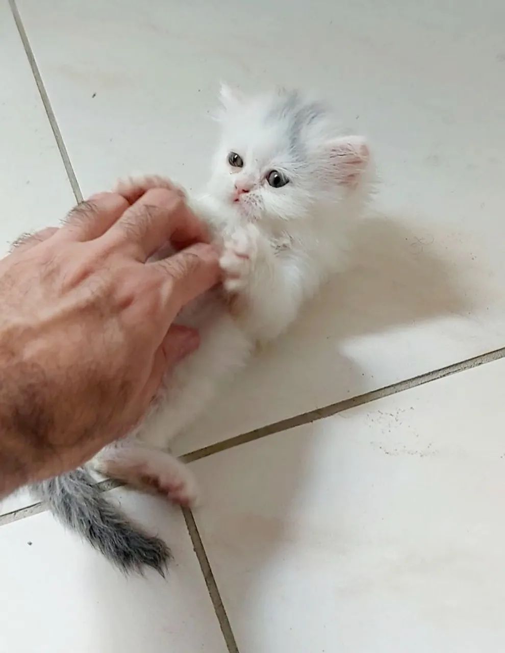 Filhotes de gato persa  - Foto 2