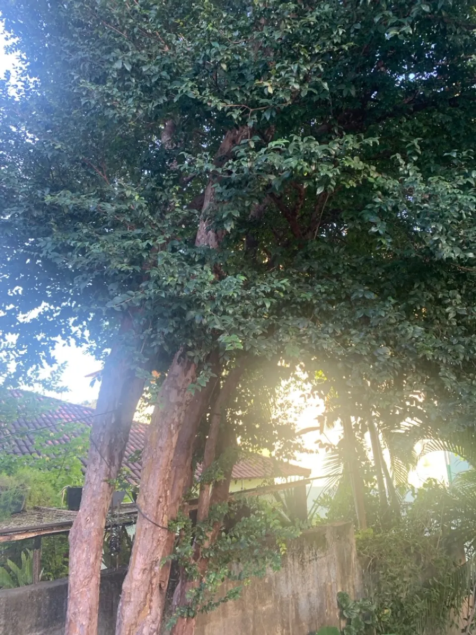 Muda de jabuticaba