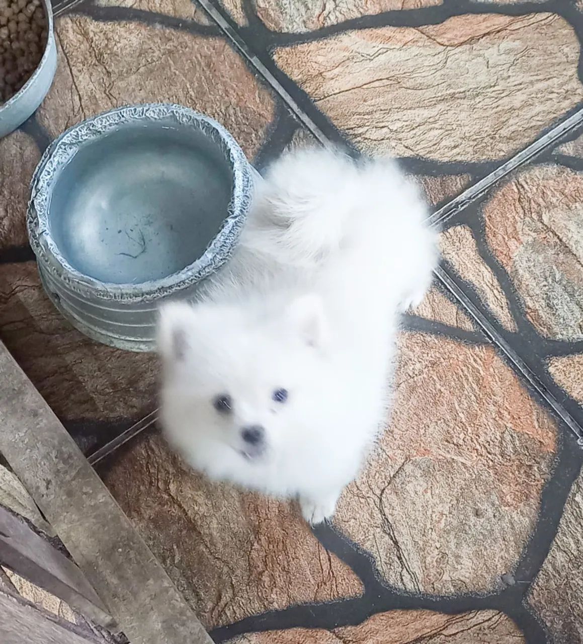 Spitz alemão anão-lulu da pomeranea - Foto 2