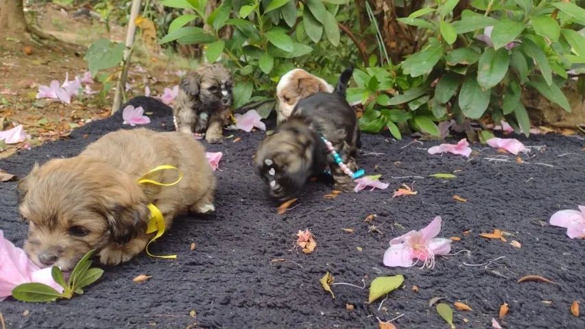 Lhasa Apso Pacelamento sem juros no cartão. - Foto 2