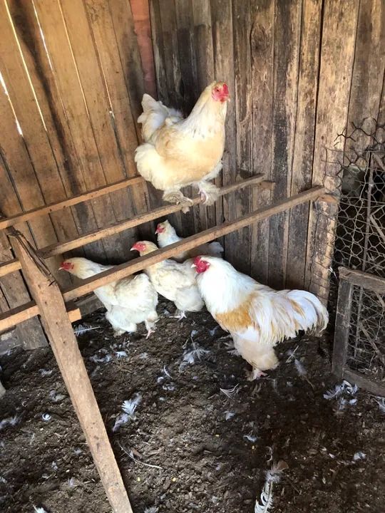 Galos e Galinhas raça pura