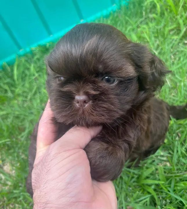 Shitzu vacinado - Foto 2