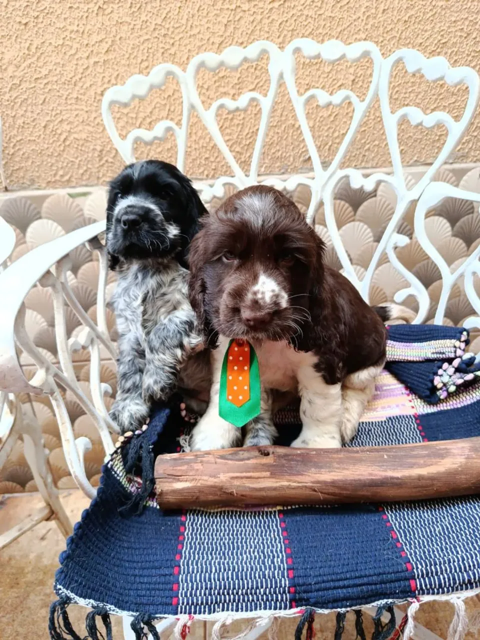 Filhotes de Cocker Spaniel Inglês para adoção