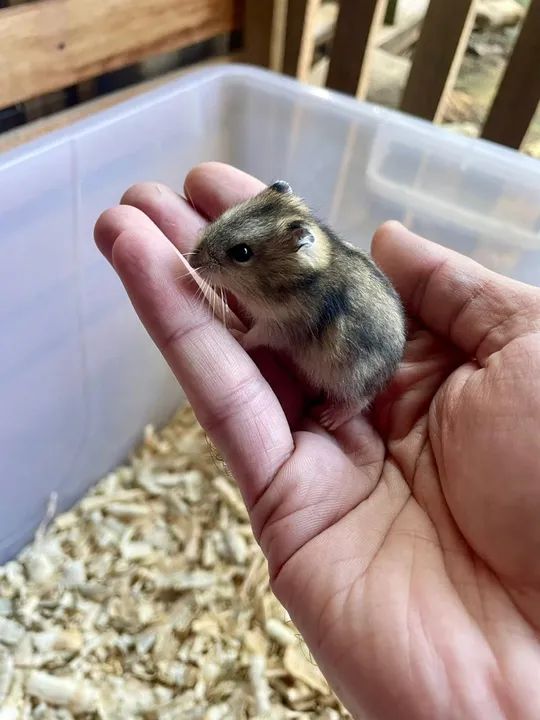 Hamster anão russo e sírio  - Foto 6