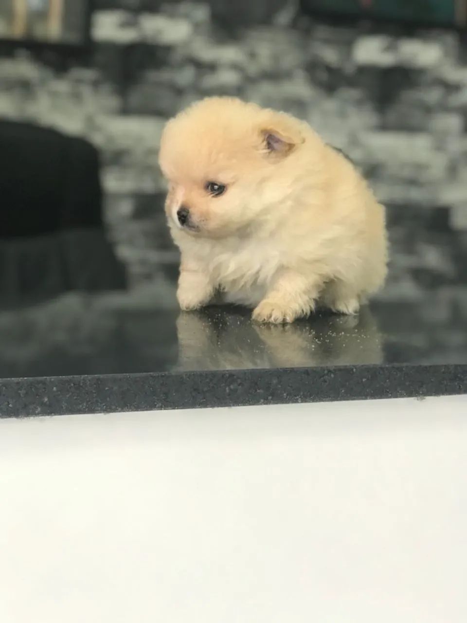 Três fêmeas de Spitz alemão estão com 56 dias vacinadas e todas com pedigree  - Foto 2