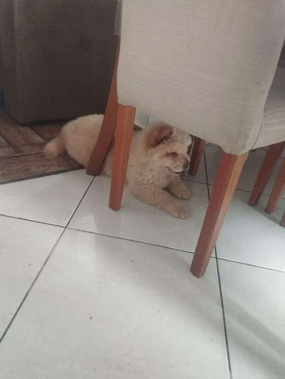 Filhote Chow Chow fêmea e macho  - Foto 5