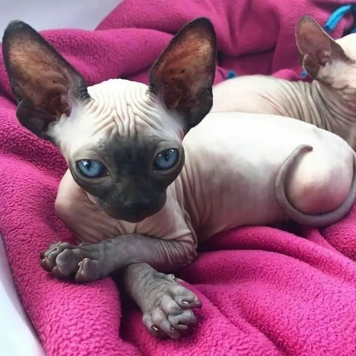Sphynx Puro - Beleza Sem Pelos e Cheio de Amor