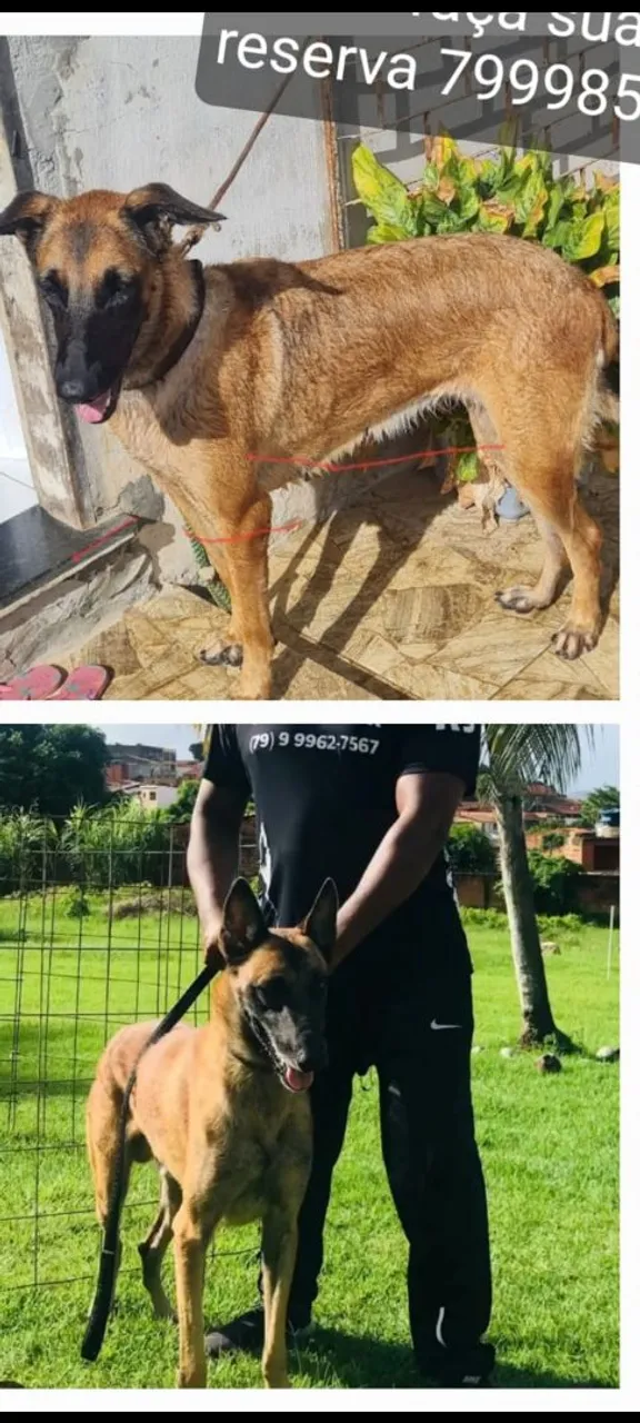 Belgian Malinois disponível para reserva