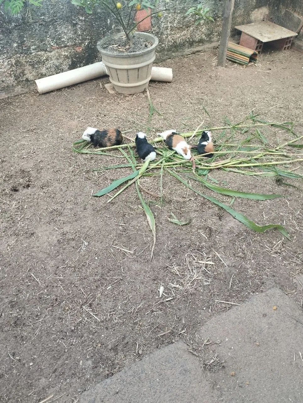 Animalzinho de estimação  - Foto 5