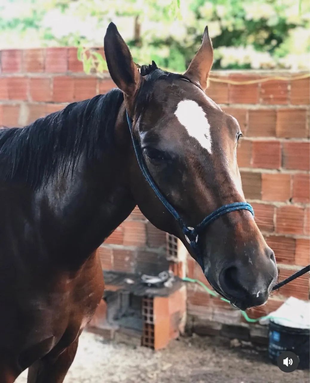 Polda Campolina  - Foto 2