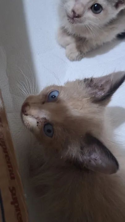 Doa-se filhote de gatinhos - Foto 4