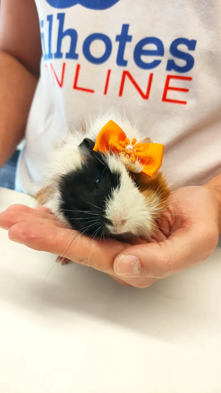 Porquinhos Peruanos bem peludos