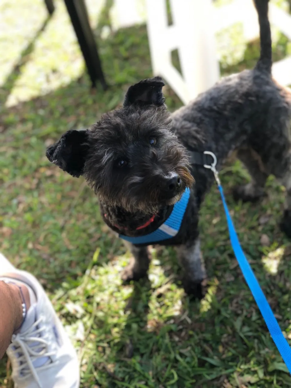 Cão adorável para adoção