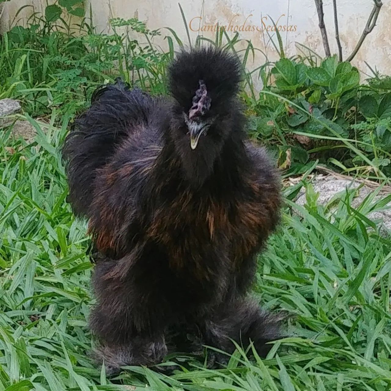 Galos da raça Sedosa - Foto 2