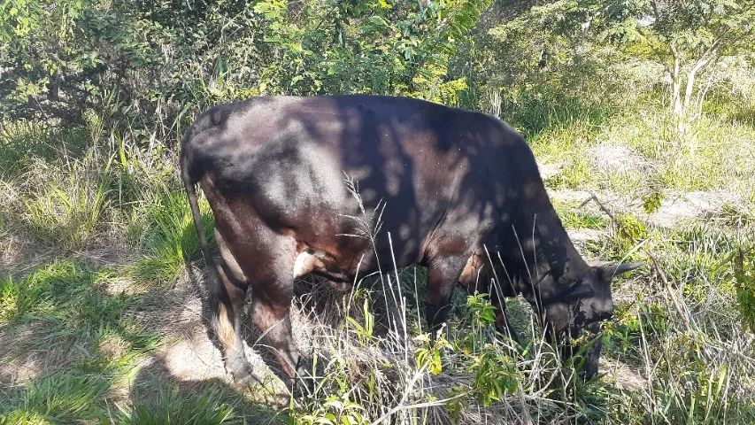 Vaca girolando ( Venda ou troca) - Foto 2
