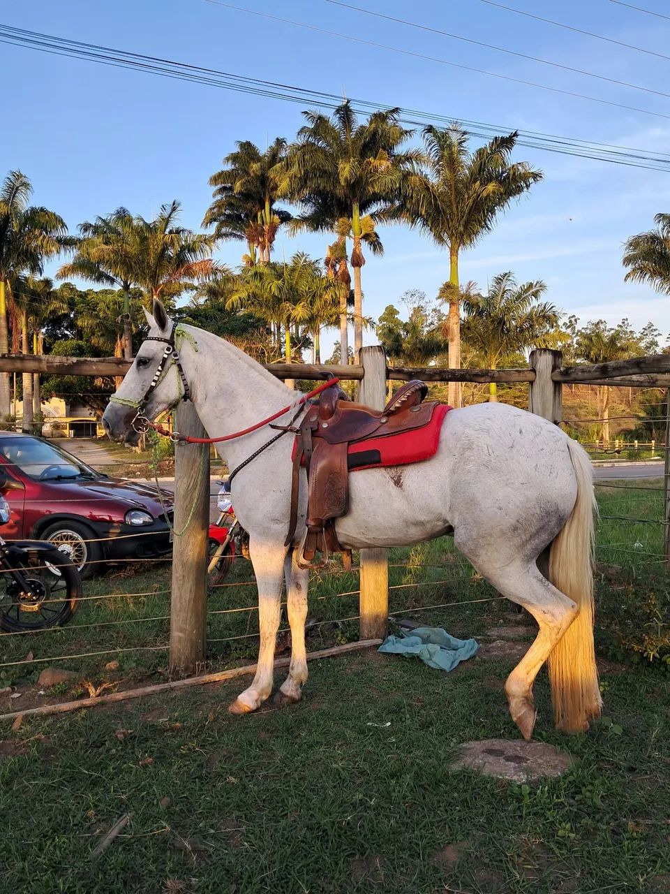 Egua marcha picada sem documento  - Foto 3