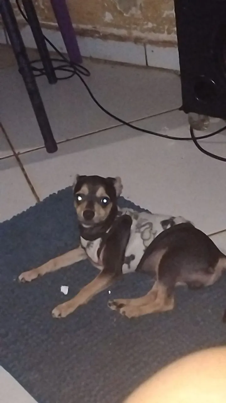 Filhote Pinscher para Adoção Responsável