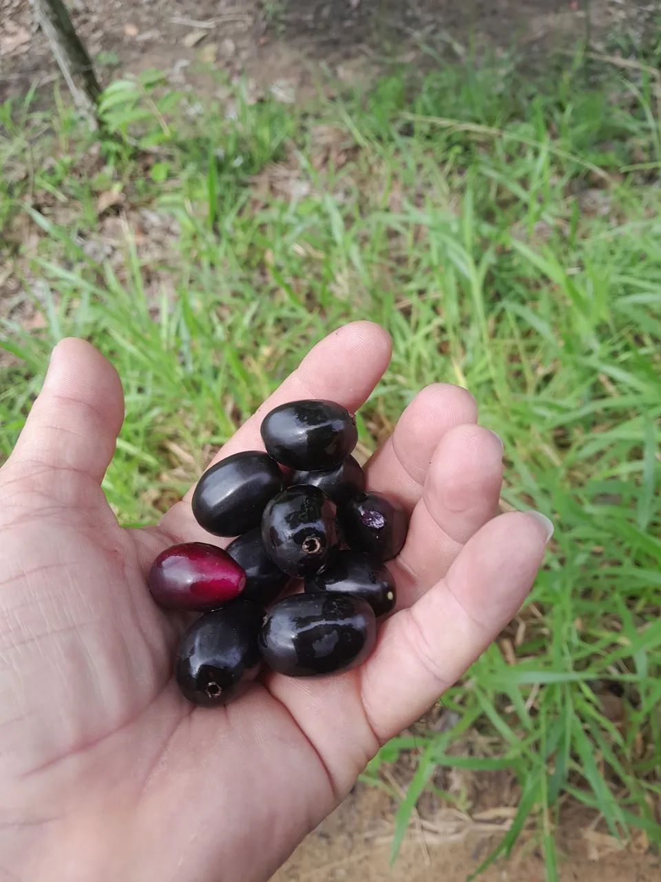 Foto - Camaçari - Gleba A
