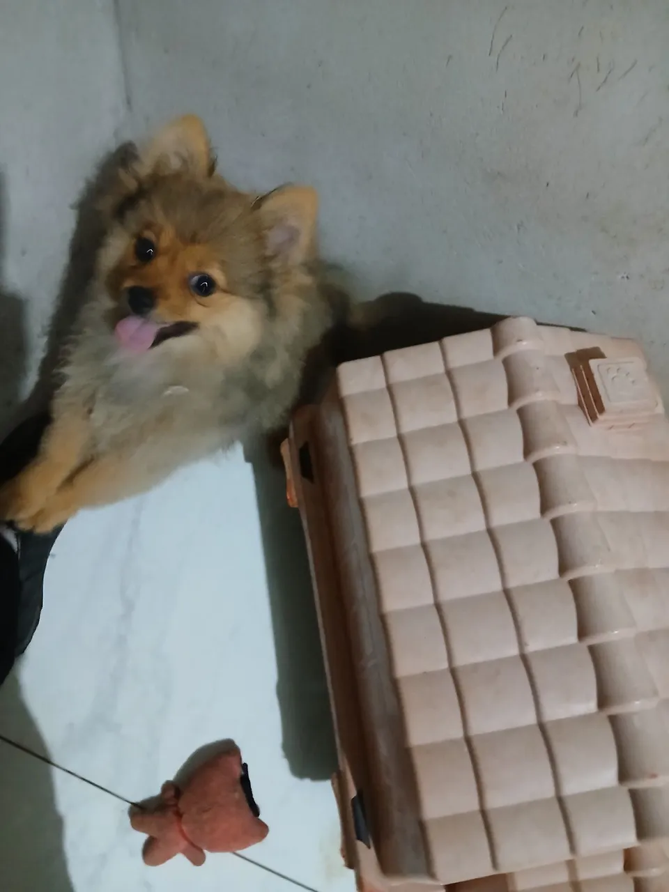 Filhote de Pomerânia