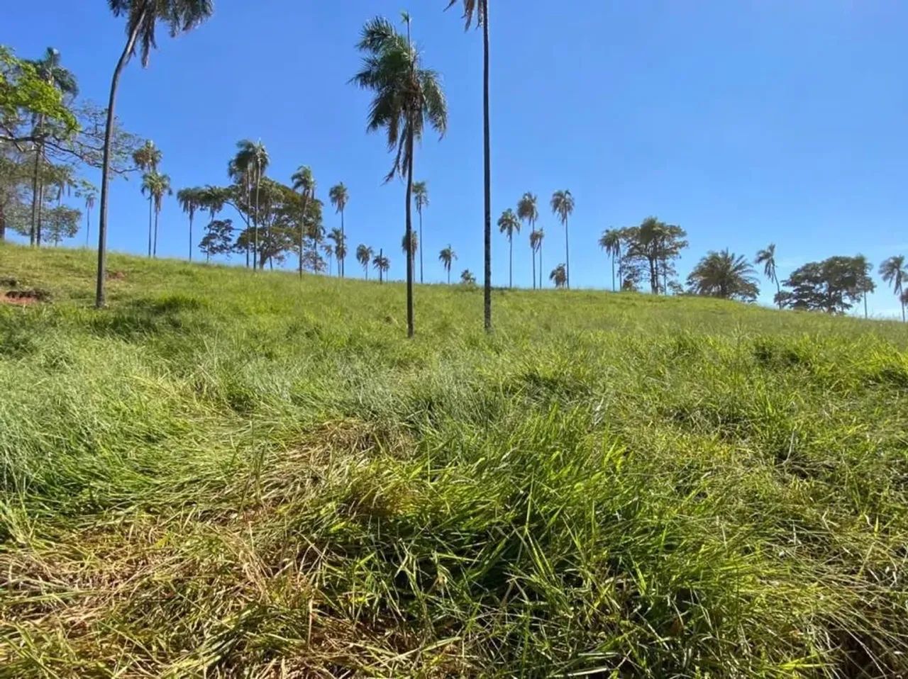 Imóvel para venda tem 2904000 metros quadrados com 5 quartos em Jardim Floresta - Trindade - Foto 2