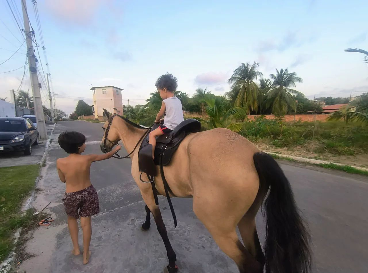 Vendo égua linda, muito dócil - Foto 4