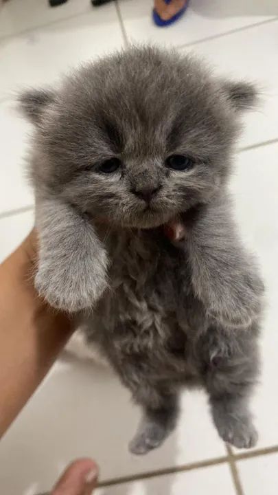 Gatinhos Persa - super fofinho - Foto 2
