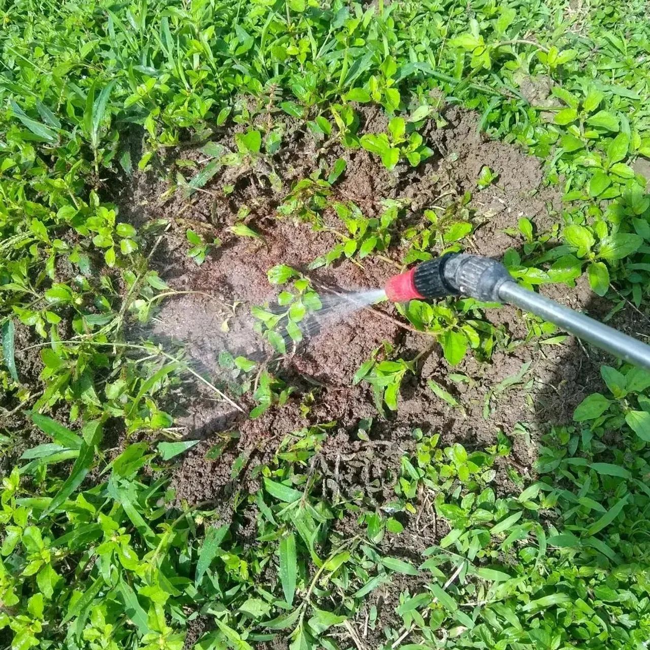 Gomes dedetização  - Foto 2