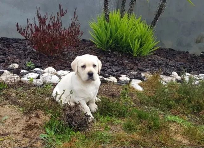 Labrador Bolinhas de Pelo Cheias de Amor