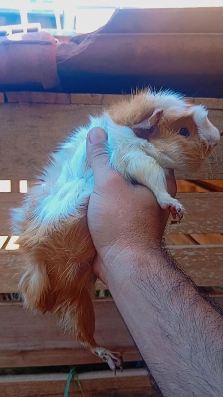 Porquinho da índia fêmea peruana leia o anúncio  - Foto 2