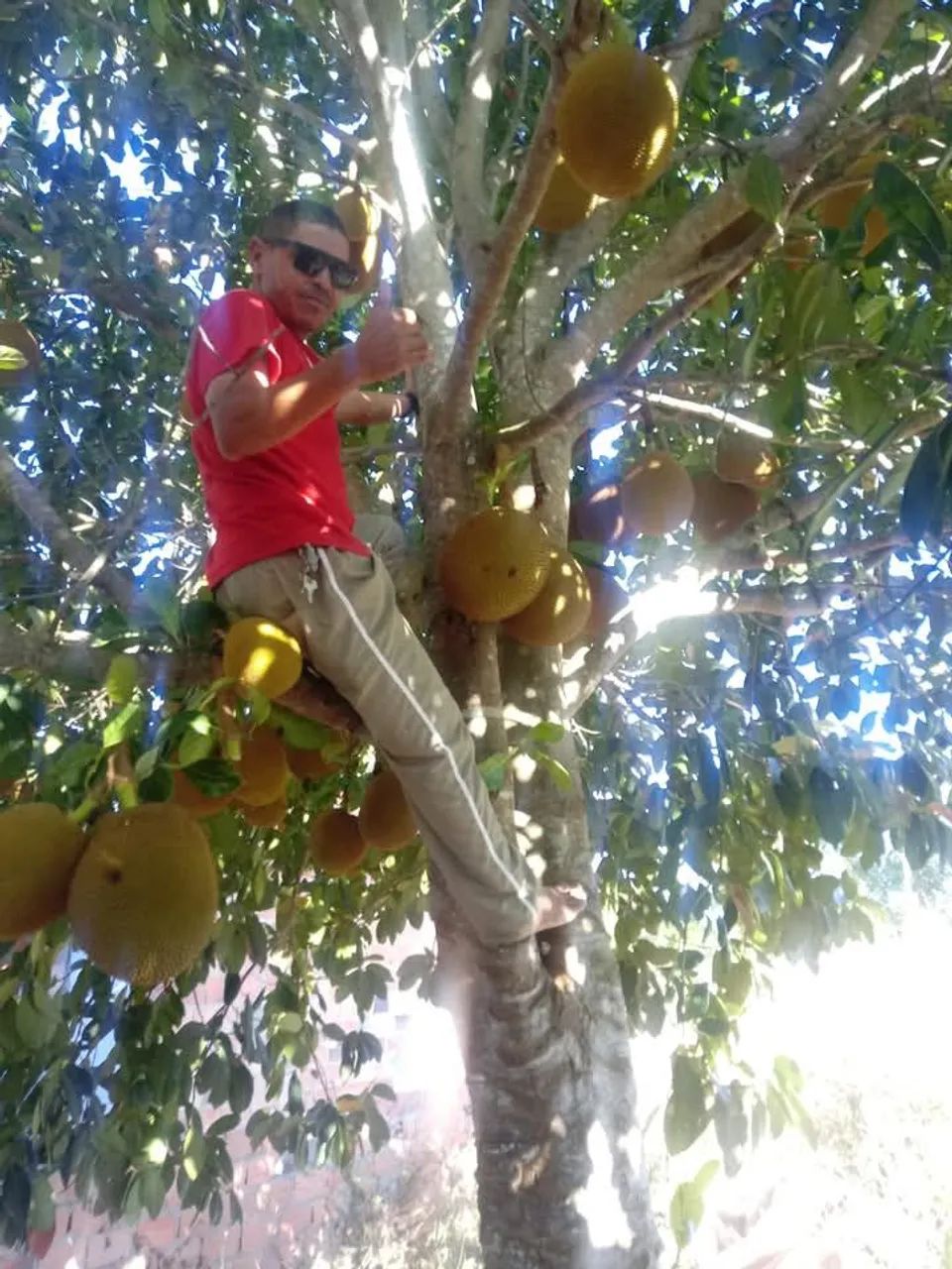 Vende-se sítio com vários pés de frutas - Foto 4