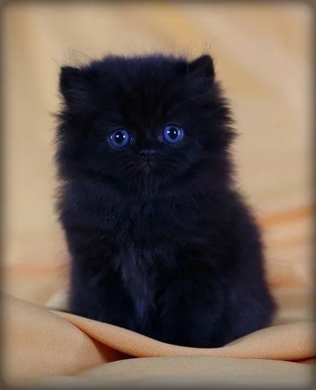 Gatinho Persa Black - Havila filhotes  - Foto 2